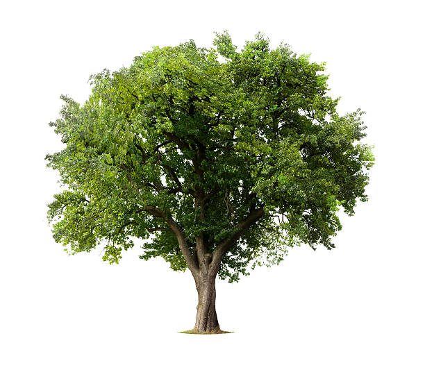 Apple Tree isolated on a white background
